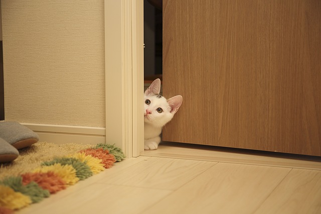 Interiér, dvere, mačka.jpg
